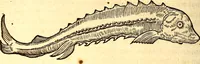 An illustration from Gvlielmi Rondeletii ... Libri de piscibus marinis, in quibus veræ piscium effigies expressæ sunt .. (1554)