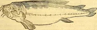 An illustration from Gvlielmi Rondeletii ... Libri de piscibus marinis, in quibus veræ piscium effigies expressæ sunt .. (1554)