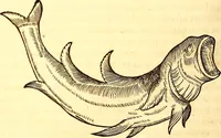 An illustration from Gvlielmi Rondeletii ... Libri de piscibus marinis, in quibus veræ piscium effigies expressæ sunt .. (1554)