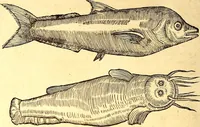 An illustration from Gvlielmi Rondeletii ... Libri de piscibus marinis, in quibus veræ piscium effigies expressæ sunt .. (1554)