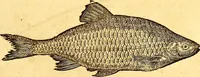 An illustration from Gvlielmi Rondeletii ... Libri de piscibus marinis, in quibus veræ piscium effigies expressæ sunt .. (1554)