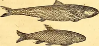 An illustration from Gvlielmi Rondeletii ... Libri de piscibus marinis, in quibus veræ piscium effigies expressæ sunt .. (1554)