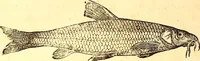 An illustration from Gvlielmi Rondeletii ... Libri de piscibus marinis, in quibus veræ piscium effigies expressæ sunt .. (1554)