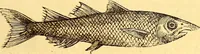An illustration from Gvlielmi Rondeletii ... Libri de piscibus marinis, in quibus veræ piscium effigies expressæ sunt .. (1554)