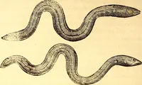 An illustration from Gvlielmi Rondeletii ... Libri de piscibus marinis, in quibus veræ piscium effigies expressæ sunt .. (1554)