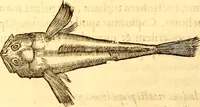An illustration from Gvlielmi Rondeletii ... Libri de piscibus marinis, in quibus veræ piscium effigies expressæ sunt .. (1554)