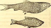 An illustration from Gvlielmi Rondeletii ... Libri de piscibus marinis, in quibus veræ piscium effigies expressæ sunt .. (1554)