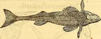 An illustration from Gvlielmi Rondeletii ... Libri de piscibus marinis, in quibus veræ piscium effigies expressæ sunt .. (1554)