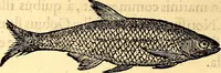 An illustration from Gvlielmi Rondeletii ... Libri de piscibus marinis, in quibus veræ piscium effigies expressæ sunt .. (1554)