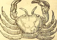 An illustration from Gvlielmi Rondeletii ... Libri de piscibus marinis, in quibus veræ piscium effigies expressæ sunt .. (1554)