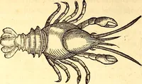 An illustration from Gvlielmi Rondeletii ... Libri de piscibus marinis, in quibus veræ piscium effigies expressæ sunt .. (1554)