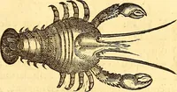 An illustration from Gvlielmi Rondeletii ... Libri de piscibus marinis, in quibus veræ piscium effigies expressæ sunt .. (1554)