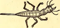 An illustration from Gvlielmi Rondeletii ... Libri de piscibus marinis, in quibus veræ piscium effigies expressæ sunt .. (1554)