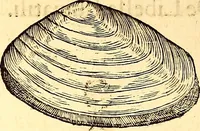 An illustration from Gvlielmi Rondeletii ... Libri de piscibus marinis, in quibus veræ piscium effigies expressæ sunt .. (1554)