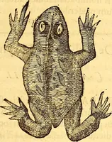 An illustration from Gvlielmi Rondeletii ... Libri de piscibus marinis, in quibus veræ piscium effigies expressæ sunt .. (1554)