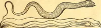 An illustration from Gvlielmi Rondeletii ... Libri de piscibus marinis, in quibus veræ piscium effigies expressæ sunt .. (1554)