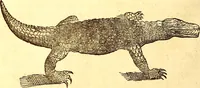 An illustration from Gvlielmi Rondeletii ... Libri de piscibus marinis, in quibus veræ piscium effigies expressæ sunt .. (1554)
