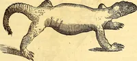 An illustration from Gvlielmi Rondeletii ... Libri de piscibus marinis, in quibus veræ piscium effigies expressæ sunt .. (1554)