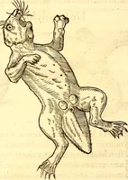 An illustration from Gvlielmi Rondeletii ... Libri de piscibus marinis, in quibus veræ piscium effigies expressæ sunt .. (1554)