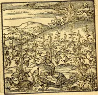 Picture 17 of 60 from Hadriani Iunii Emblemata : eiusdem Aenigmatum libellus (1596), leaf 24