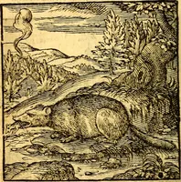 Picture 20 of 60 from Hadriani Iunii Emblemata : eiusdem Aenigmatum libellus (1596), leaf 27