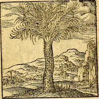 An illustration from Hadriani Iunii Emblemata : eiusdem Aenigmatum libellus (1596)