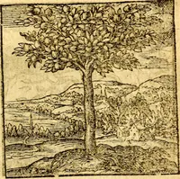 An illustration from Hadriani Iunii Emblemata : eiusdem Aenigmatum libellus (1596)