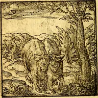 An illustration from Hadriani Iunii Emblemata : eiusdem Aenigmatum libellus (1596)