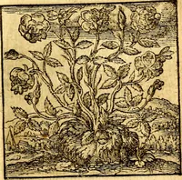 Picture 35 of 60 from Hadriani Iunii Emblemata : eiusdem Aenigmatum libellus (1596), leaf 42
