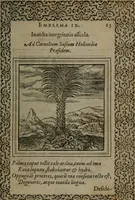 An illustration from Hadriani Iunii medici Emblemata (1565)