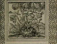 An illustration from Hadriani Iunii medici Emblemata (1565)