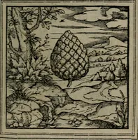 Picture 55 of 133 from Hadriani Iunii medici Emblemata (1565), leaf 46