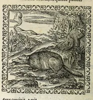 An illustration from Hadriani Ivnii medici Emblemata. Eivsdem Aenigmatvm libellvs (1566)