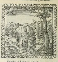 An illustration from Hadriani Ivnii medici Emblemata. Eivsdem Aenigmatvm libellvs (1566)