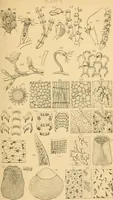 An illustration from Half-hours with the microscope; being a popular guide to the use of the microscope as a means of amusement and instruction (1863)