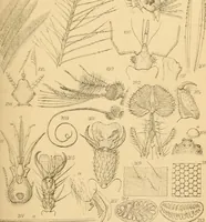 An illustration from Half-hours with the microscope; being a popular guide to the use of the microscope as a means of amusement and instruction (1863)