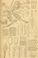 An illustration from Half-hours with the microscope; being a popular guide to the use of the microscope as a means of amusement and instruction (1863)