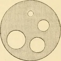 An illustration from Half-hours with the microscope; being a popular guide to the use of the microscope as a means of amusement and instruction (1863)