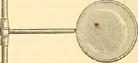Picture 8 of 25 from Half-hours with the microscope; being a popular guide to the use of the microscope as a means of amusement and instruction (1863), leaf 46