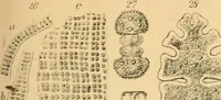 An illustration from Half-hours with the microscope; being a popular guide to the use of the microscope as a means of amusement and instruction (1863)