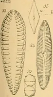 An illustration from Half-hours with the microscope; being a popular guide to the use of the microscope as a means of amusement and instruction (1863)