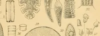 An illustration from Half-hours with the microscope; being a popular guide to the use of the microscope as a means of amusement and instruction (1863)