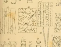 An illustration from Half-hours with the microscope; being a popular guide to the use of the microscope as a means of amusement and instruction (1863)