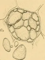 An illustration from Half-hours with the microscope; being a popular guide to the use of the microscope as a means of amusement and instruction (1863)