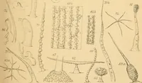 An illustration from Half-hours with the microscope; being a popular guide to the use of the microscope as a means of amusement and instruction (1863)
