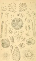 An illustration from Half-hours with the microscope; being a popular guide to the use of the microscope as a means of amusement and instruction (1863)