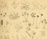 An illustration from Half-hours with the microscope; being a popular guide to the use of the microscope as a means of amusement and instruction (1863)