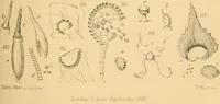 An illustration from Half-hours with the microscope; being a popular guide to the use of the microscope as a means of amusement and instruction (1863)
