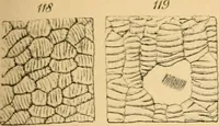 An illustration from Half-hours with the microscope; being a popular guide to the use of the microscope as a means of amusement and instruction (1863)