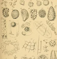 An illustration from Half-hours with the microscope; being a popular guide to the use of the microscope as a means of amusement and instruction (1863)